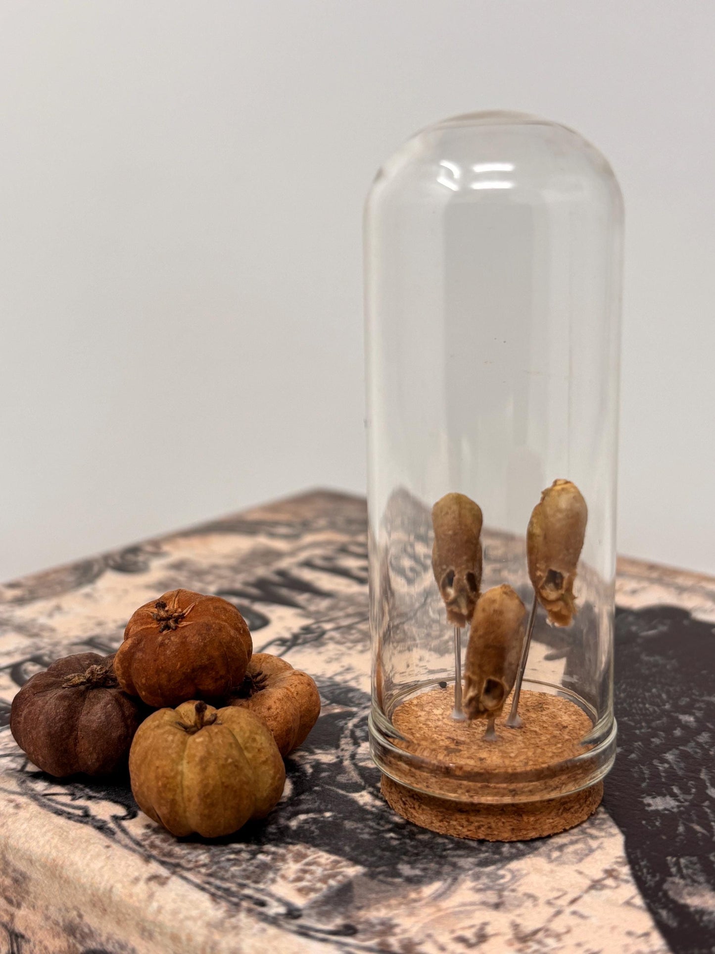 Snapdragon Seedpod ‘Skull’ Specimen #08