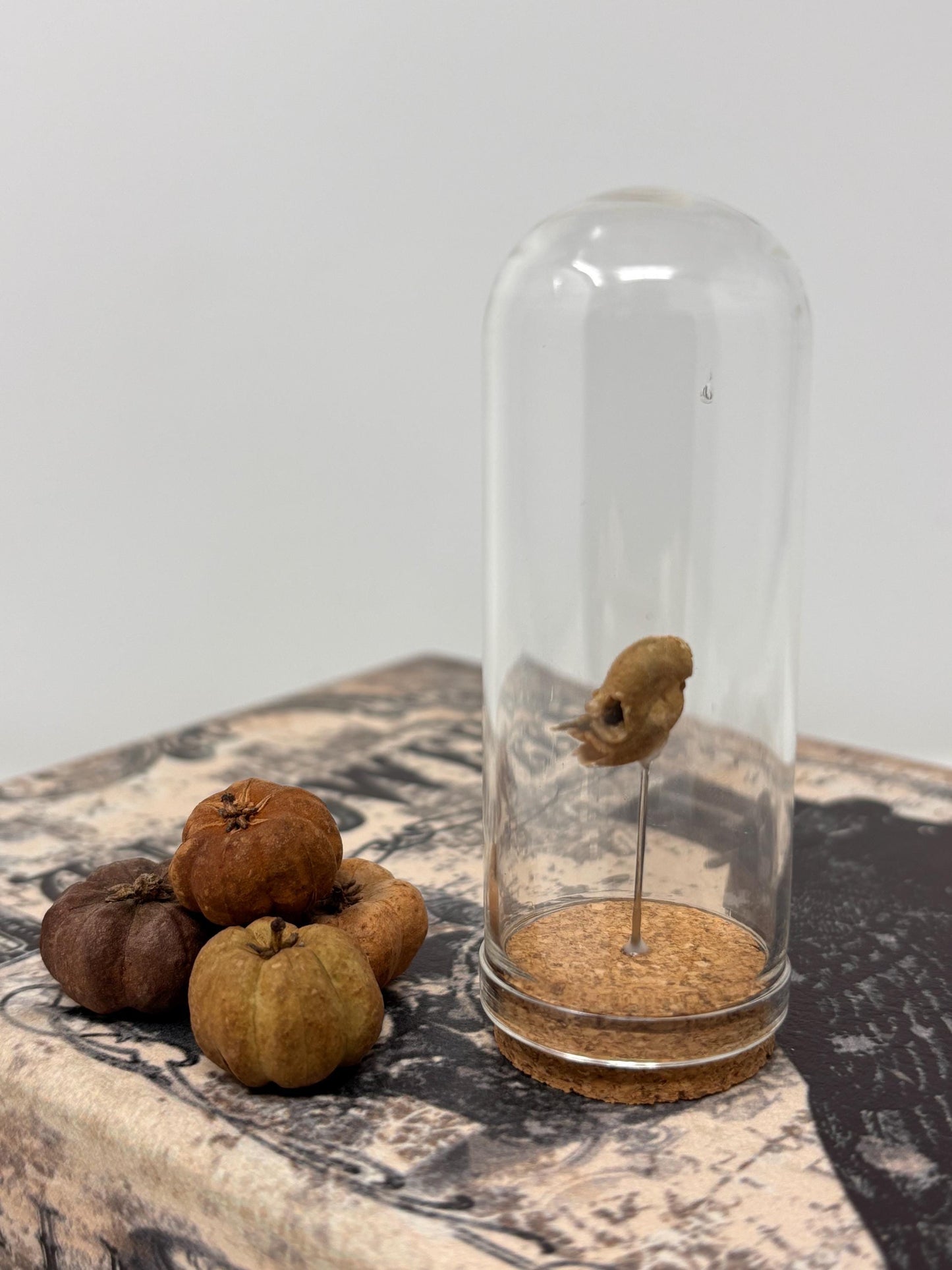 Snapdragon Seedpod ‘Skull’ Specimen #07