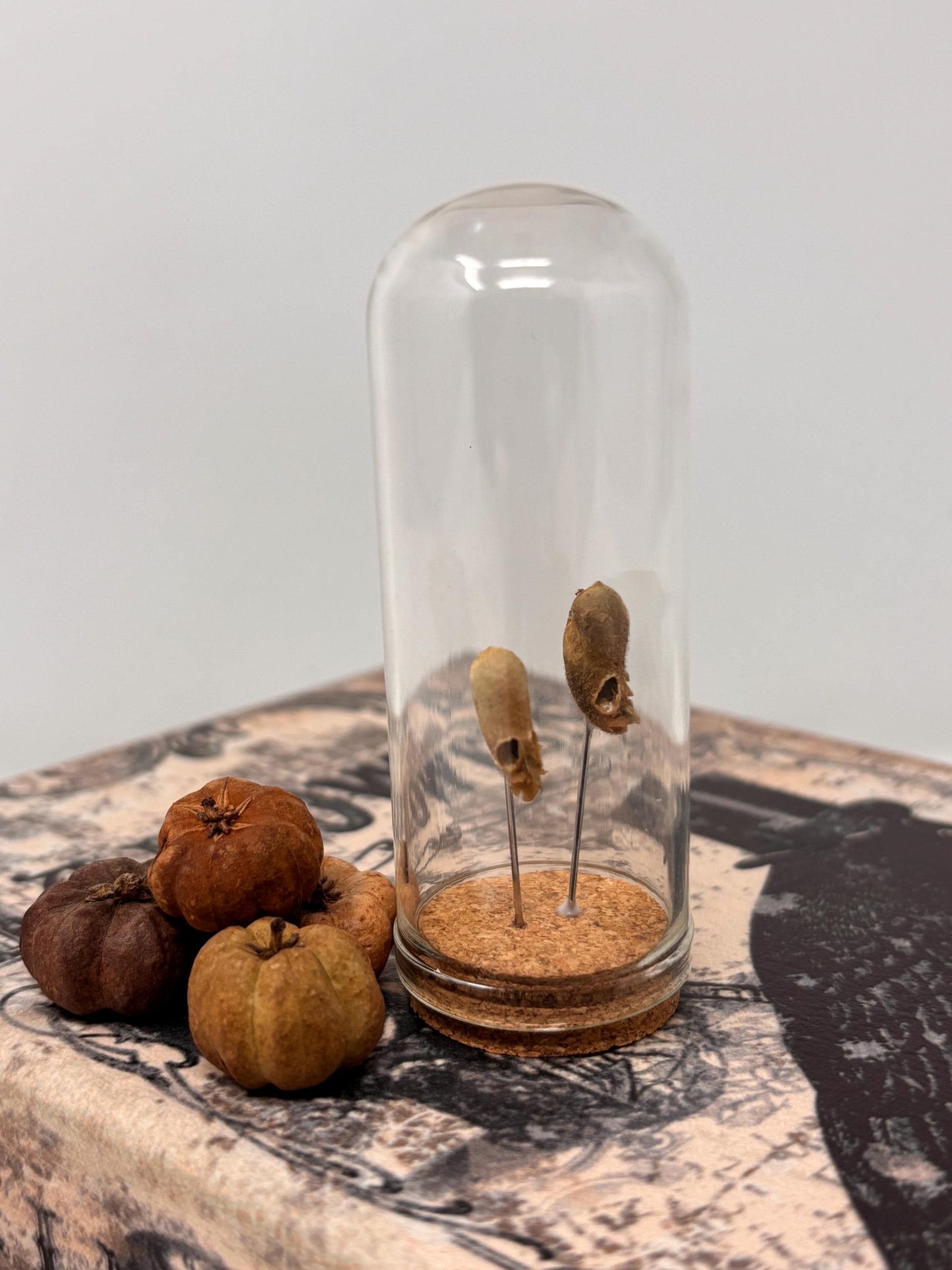 Snapdragon Seedpod ‘Skull’ Specimen #01