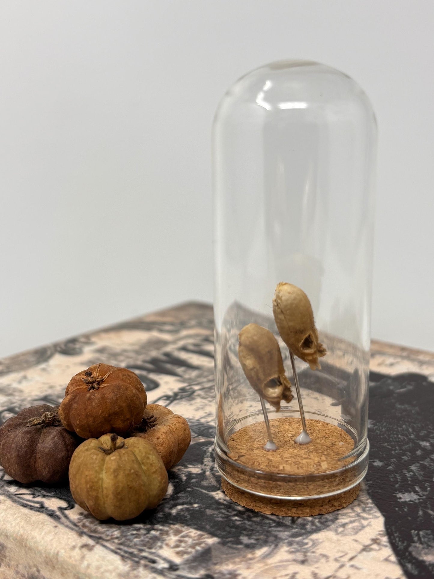 Snapdragon Seedpod ‘Skull’ Specimen #03