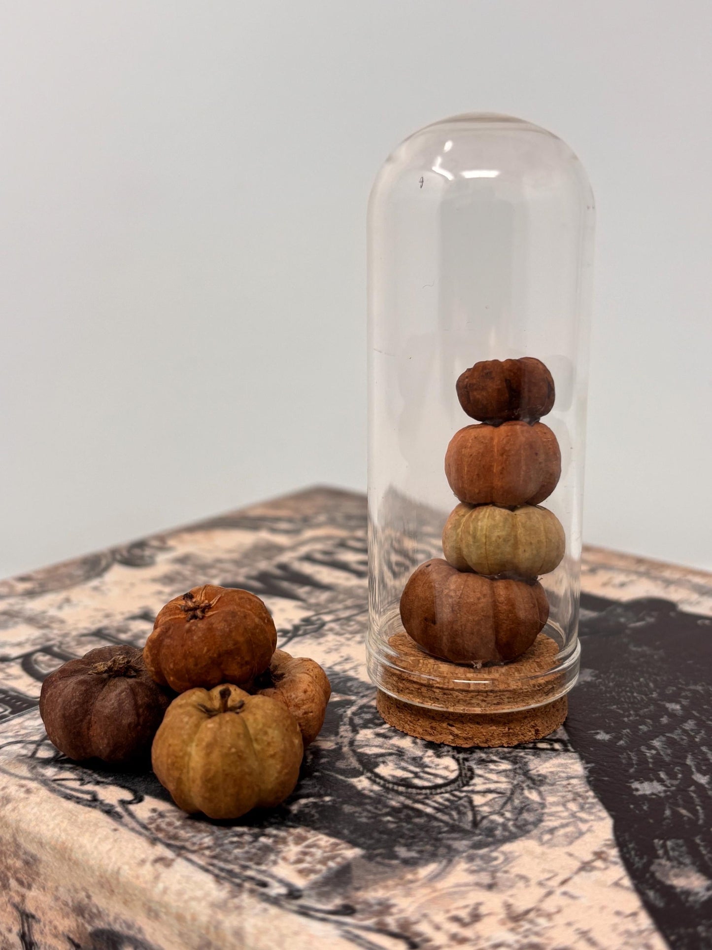 Miniature Pumpkin Stack #02