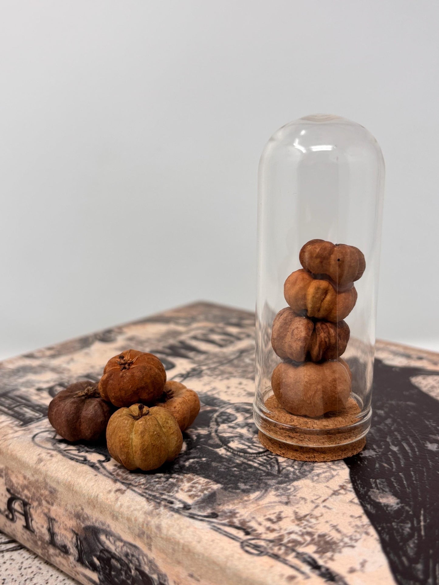 Miniature Pumpkin Stack #01