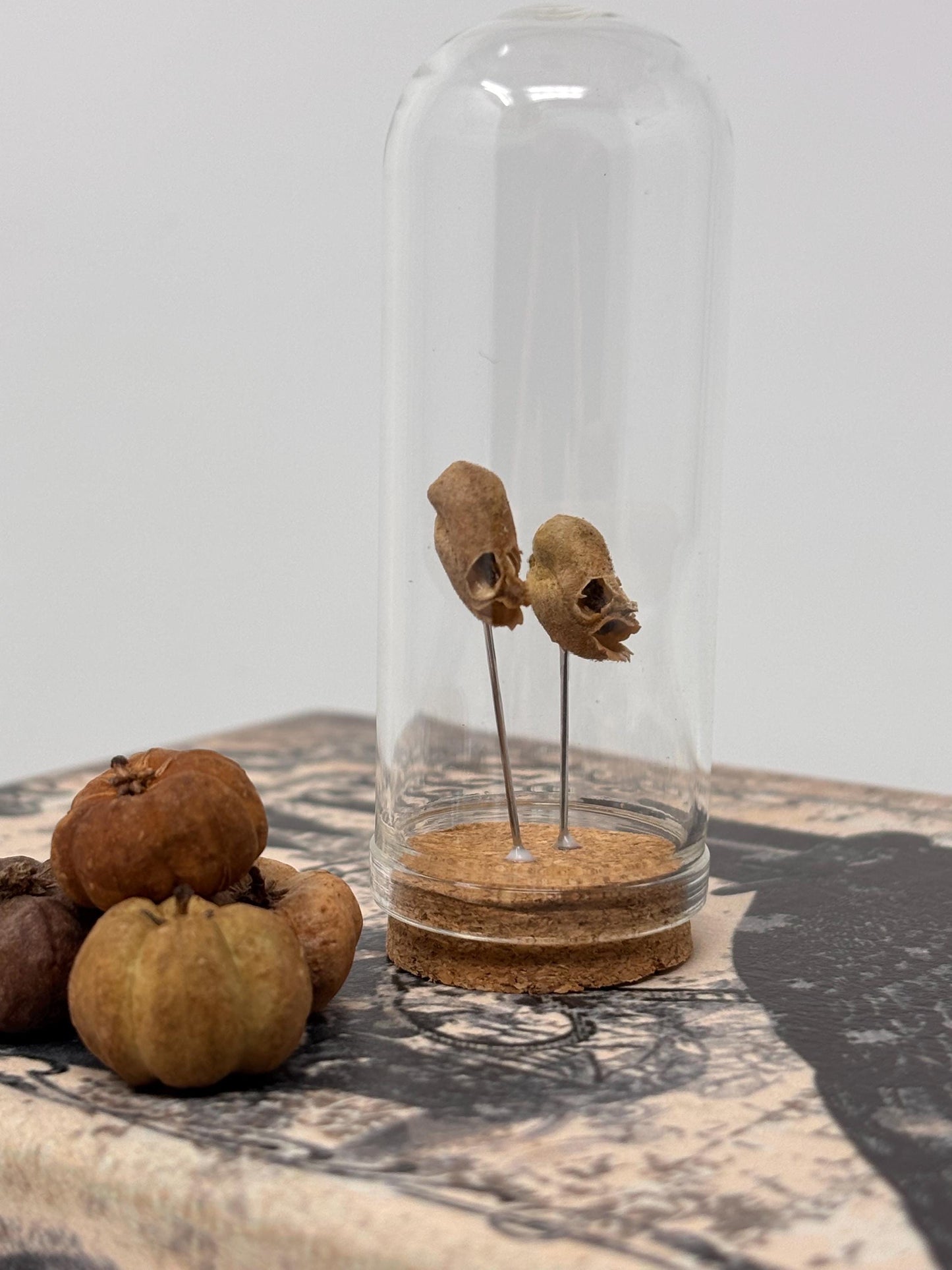 Snapdragon Seedpod ‘Skull’ Specimen #04