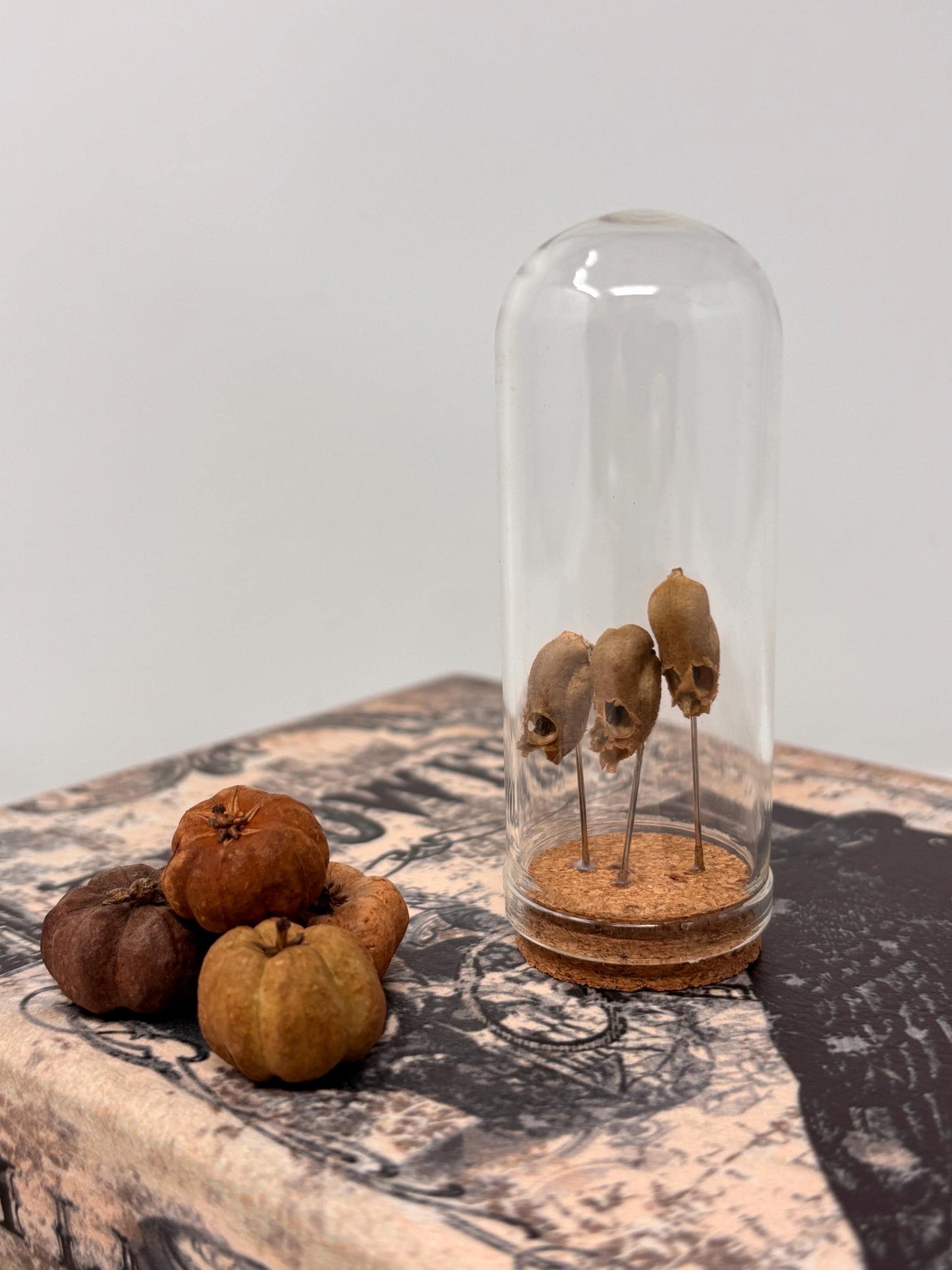 Snapdragon Seedpod ‘Skull’ Specimen #05