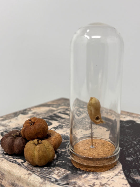 Snapdragon Seedpod ‘Skull’ Specimen #06