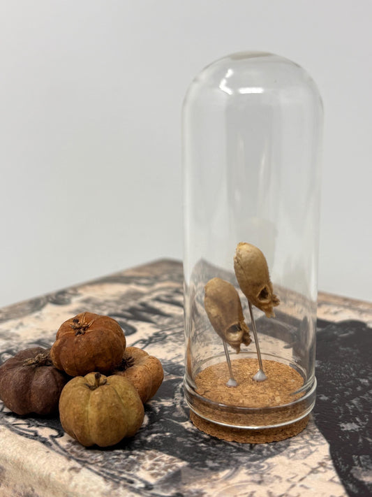 Snapdragon Seedpod ‘Skull’ Specimen #03