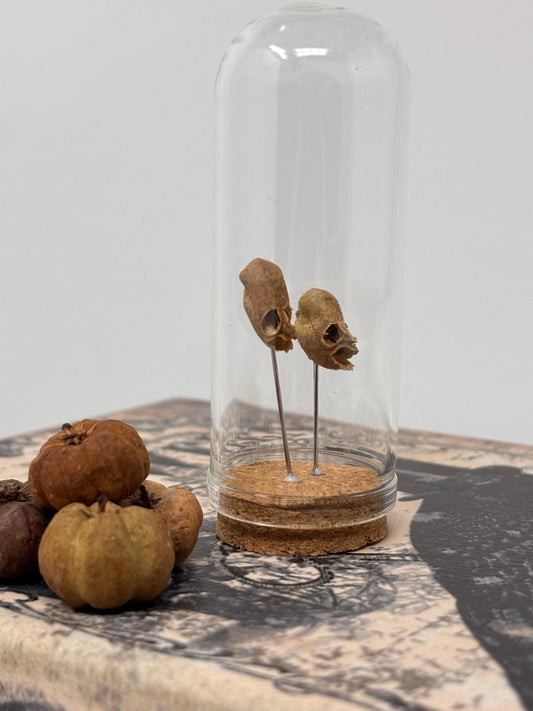 Snapdragon Seedpod ‘Skull’ Specimen #04